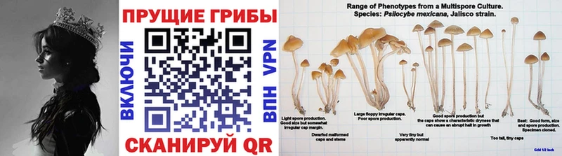 Галлюциногенные грибы Magic Shrooms  Куйбышев 